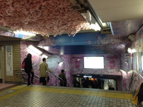 ueno_sakura5